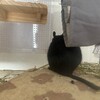 くろごまあん二世 201日目