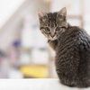 子猫の大きさは、パパの〇〇〇〇と同じ大きさ！！女の子の発言に、みんなびっくり！！