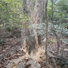 Quercus acuta tree died　アカガシのナラ枯れ被害