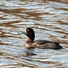 いつもの大きな池の鳥たち　２－２