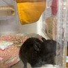 くろごまあん二世 120日目