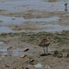 Whimbrel & Red Knot  チュウシャクシギとコオバシギ？
