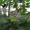 蝶の展示が圧巻！コスパ最高の足立区生物園と、西新井大師へのドライブ。
