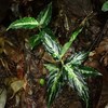 Aglaonema pictum”ちゃんぷーる”BNN from Sibolga timur【AZ0721-1b】