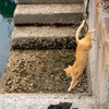 隣市北漁港のねこさん