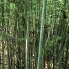 竹の歌（１）