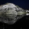 【滋賀・彦根】桜🌸とお城のコラボが素晴らしい彦根城へ～最終夜の桜まつりを堪能～