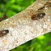 素数ゼミ 今年はダブル羽化で大発生！