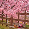 桜の下で