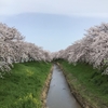 桜づくし・古都篇