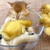 可愛いネコちゃんシリーズー6・・・