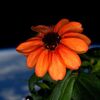 宇宙空間の植物工場・食用花の栽培に成功。将来は火星探査へ植物工場を導入