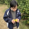 楽しみ方が変化している息子のみかん狩り