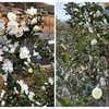 山茶花には厳しい年でした ――一月遅れで咲いてはくれたのですが――