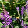 クマバチの飛翔　The flight of a carpenter bee〈230518〉　羽を大きく広げた一瞬　A moment when he spread his wings wide