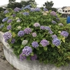 成城・富士見橋の紫陽花