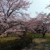 御所の台の桜が見頃です！