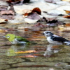 いっしょに仲良く水浴するメジロとエナガ
