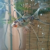 飼い主に慣れて来たすくい金魚