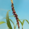 Bulbophyllum cochleatum var. bequaertii 