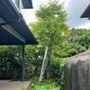 庭木の剪定と樹形管理