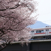 長野電鉄村山橋付近の桜が見ごろに