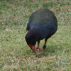 NZ遠足３　鳥の楽園　ティリティリマタンギ島