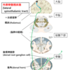 学生時代の素朴な疑問シリーズ(๑╹ω╹๑ )