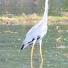 神原町に飛来した鳥　　水田に日本で繁殖する最大のアオサギ