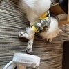 キジバトのポーズ