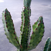 ブログ内検索　　 Euphorbia pseudocactus lyttoniana