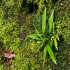 Homalomena sp"Narrow Leaf" from Riau【AZ0123-3】