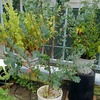 鉢植え植え替え計画 〜ユーカリ編〜。