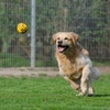 【ペットにもワクチン接種が重要！】この時期だから犬猫の予防接種を比べてみた