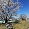 【ちょっとそこまで　３月２６日　奥山田のしだれ桜】