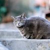 野良猫に餌を与えている方に知ってほしいこと