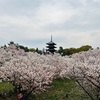 【旅】そうだ京都に行こう　仁和寺の桜を見に