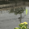 川面の鴨と紫陽花20250531