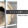チンチラ飼い方の注意点は？飼育方法や必要なものを解説