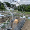 トマトとキュウリのミニハウス設置と定植