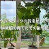 ウンベラータの剪定から2年｜水耕栽培で育てたその後を記録
