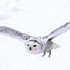 優雅に飛ぶ姿人気　円山動物園の「セルゲイ」急死