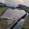 麦秋。田植え準備。