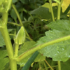 庭で夏野菜 27　【オクラ】