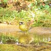 多磨霊園で探鳥