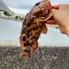 ビッグなカサゴ