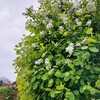 雨の散歩