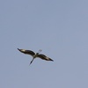 Black-necked Stork imm. ?  セイタカコウの若？