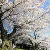 春の京都　インクライン〜南禅寺〜哲学の道