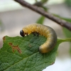 コブシハバチの幼虫